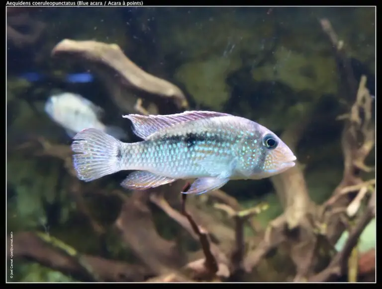 Unveiling the Electric Blue Acara: A Stunning Freshwater Fish Profile