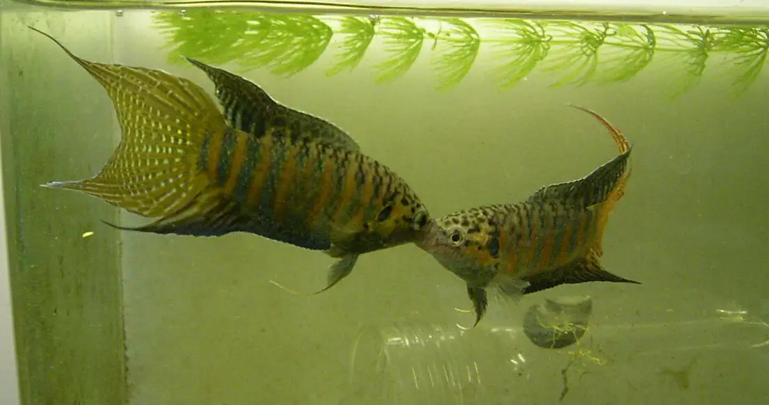 File:2 male paradise fishes fight.JPG