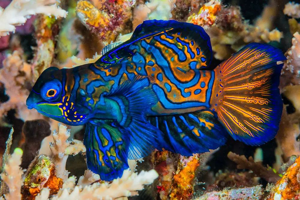 Mandarinfish, male - Synchiropus splendidus