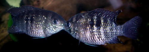 young blue acaras lip fighting