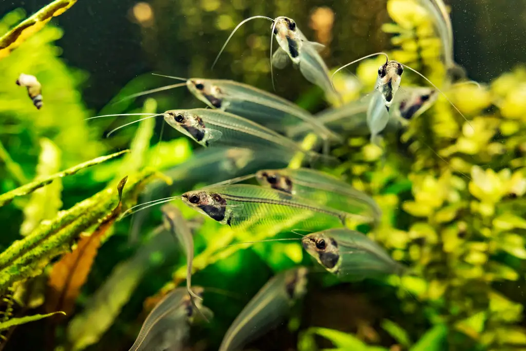 Glass catfish (Kryptopterus bicirrhis) of Enoshima Aquarium, Fujisawa : トランスルーセントグラスキャットフィッシュ（新江ノ島水族館）