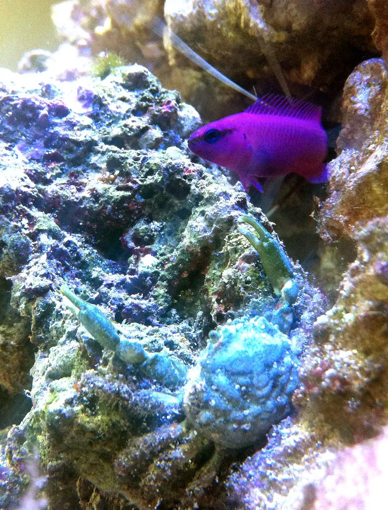 Orchid Dottyback