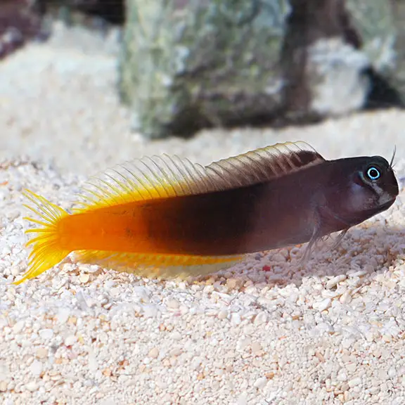 Bicolor Blenny: Personality and Charm in Your Saltwater Aquarium