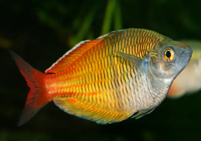 Boeseman’s Rainbowfish: A Comprehensive Guide for Aquarium Enthusiasts