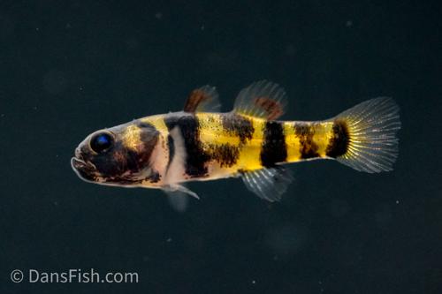 Exploring the Bumblebee Goby: A Freshwater Aquarium Delight