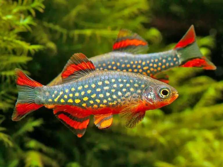 Exploring Celestial Pearl Danio: A Freshwater Fish Profile