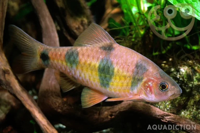 Clown Barb Freshwater Fish Profiles: Everything You Need to Know