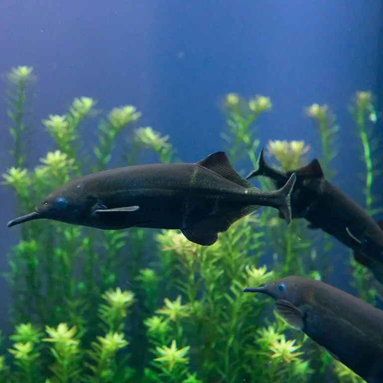 Unveiling the Elephantnose Fish: A Sensory Marvel of Freshwater Aquariums