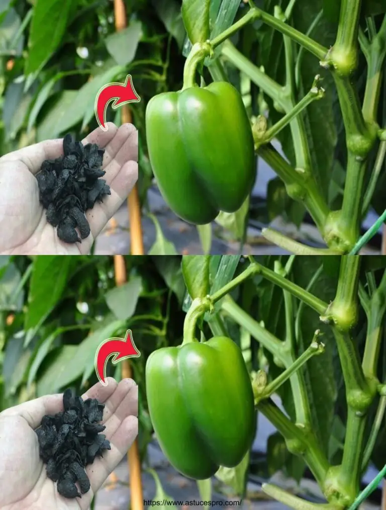 Aggiunga questo al buco prima di piantare! Le piantine cresceranno in modo esplosivo.