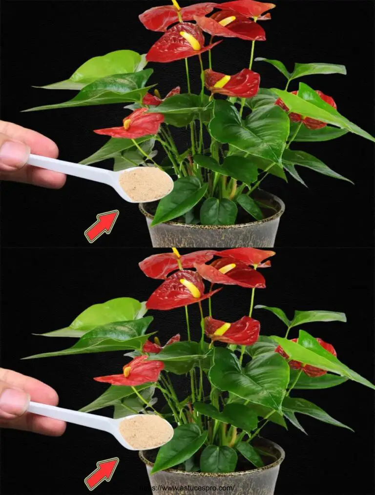 Spiegherò un cucchiaio! All’improvviso, l’Anthurium si è eguagliato in una Multi di fiori magici