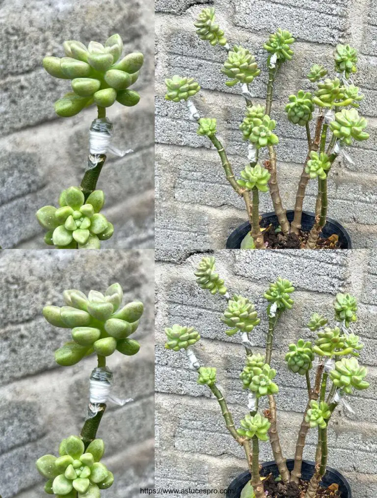 Combinare le piante grasse con la bellezza di Kalanchoe