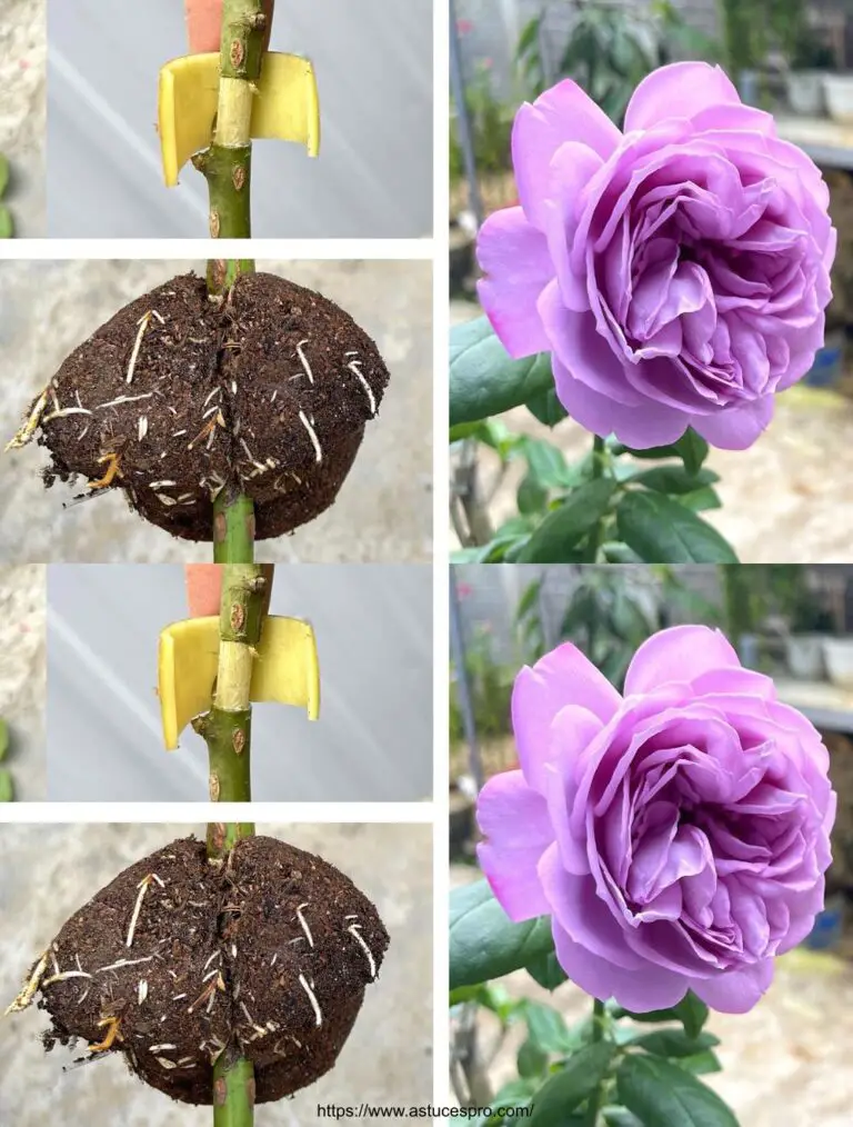 Scoprite un suggerimento insolito per coltivare le rose con le mele della terra al Rose Garden