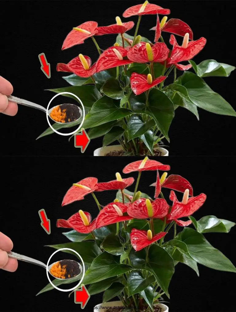 Sprinkle 1 cucchiaino da tè! All’improvviso, l’Anthurium incise molti fiori magici.