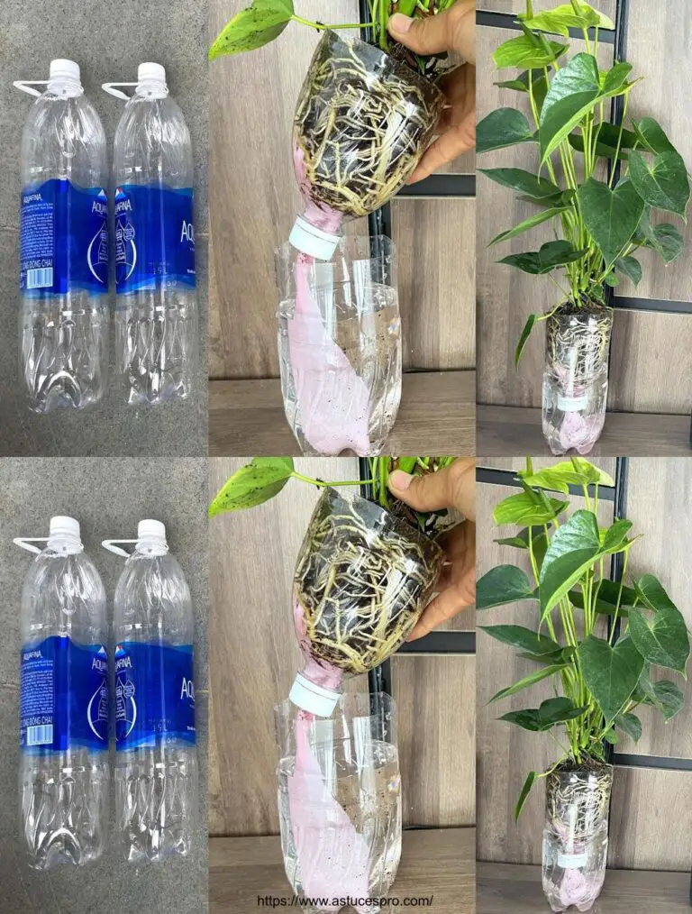 Trasformare le bottiglie di plastica in barattoli di fiori senza annaffiare