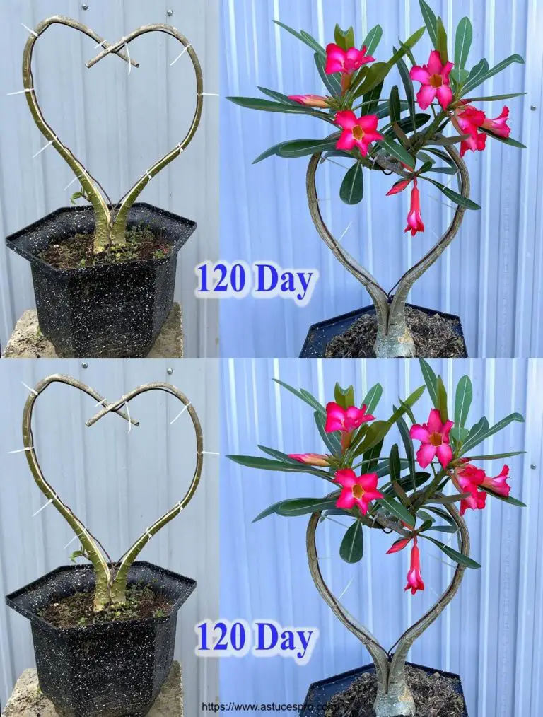 Certo! Ecco una versione accattiva in francese: Diventa un pro a Bonsai Adenium: piegalo come un pro a casa!