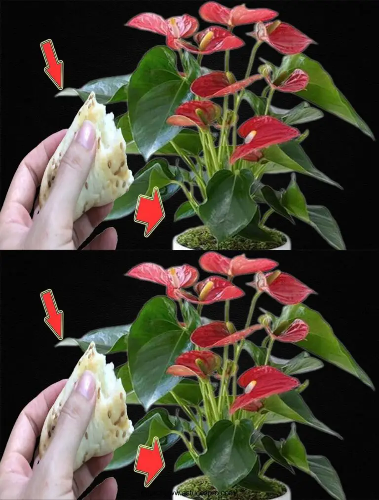 Una fetta di pane fa anche fiorire gli antui in questo modo