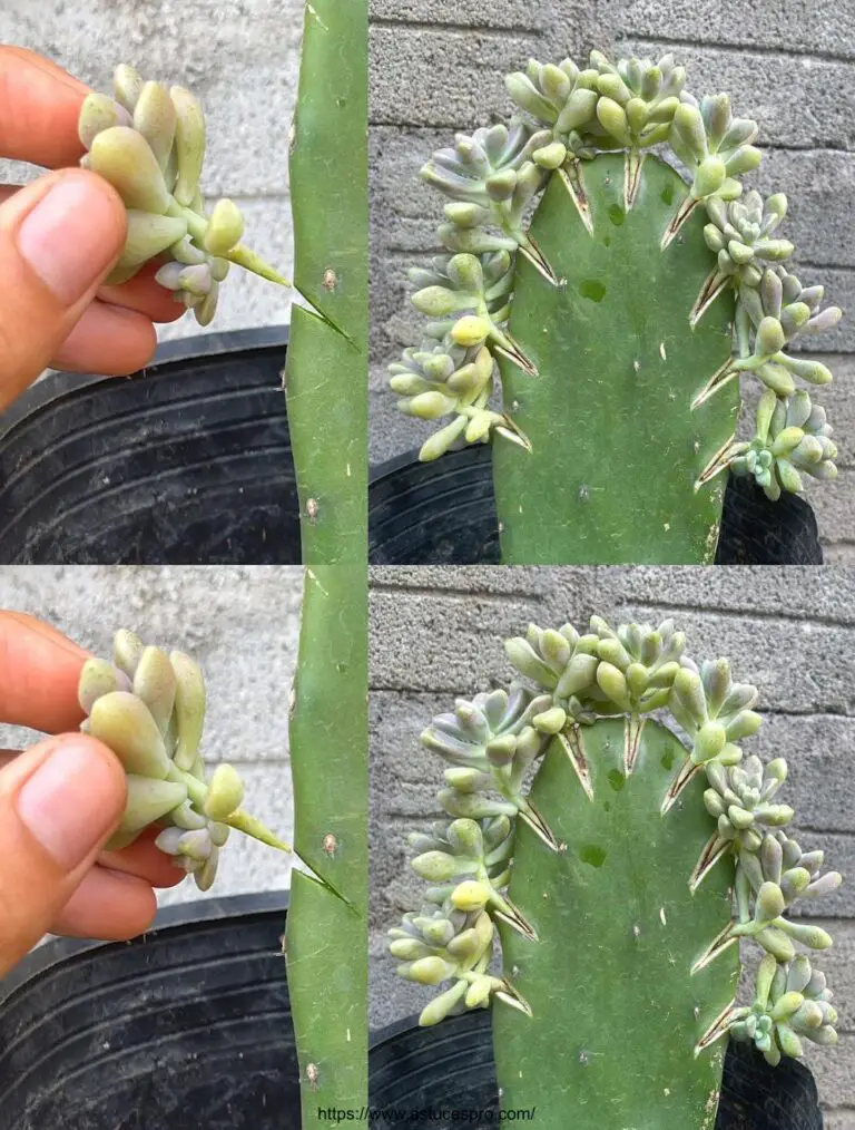 Come combinare la sabbia del fiume con il cactus in polvere per una spazzatura.