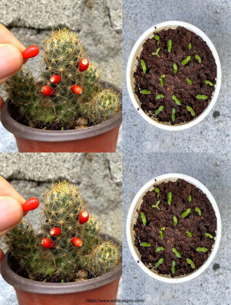 Il successo della coltivazione del cactus da semi che supera tutte le aspettative