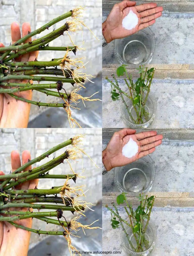 Aumentare la bellezza delle rose con acqua minerale