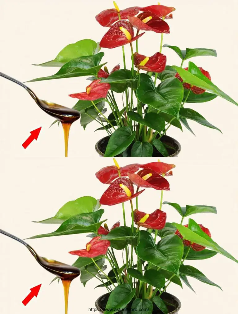 Alcune gocce di Plante! L’Anthurium Scatter and bloom per tutto l’anno