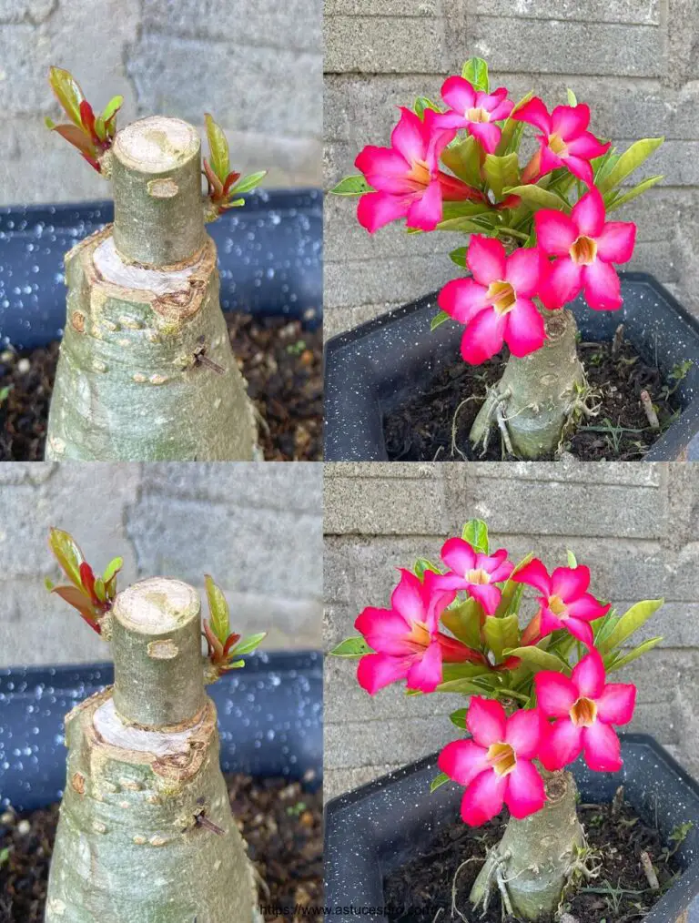 Il metodo per creare un Bonsai Adenium