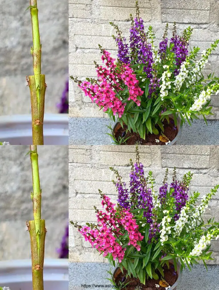 Come legare tre fiori di giada sullo stesso albero