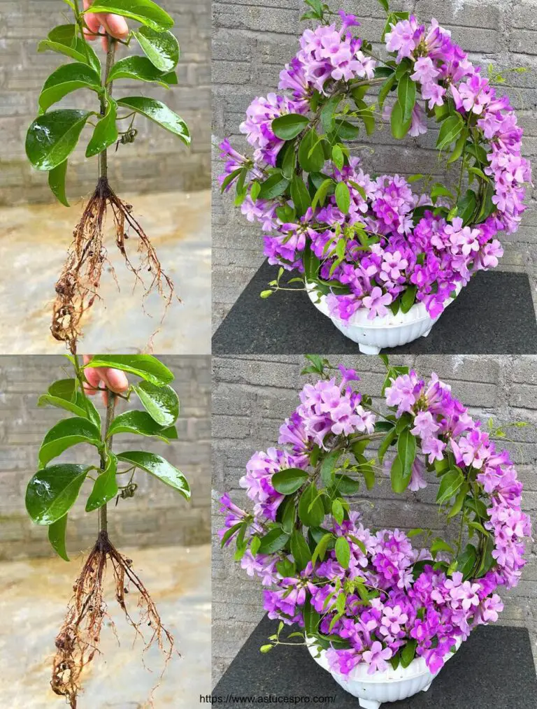 Come creare un vaso di bonsai di orchidee di aglio