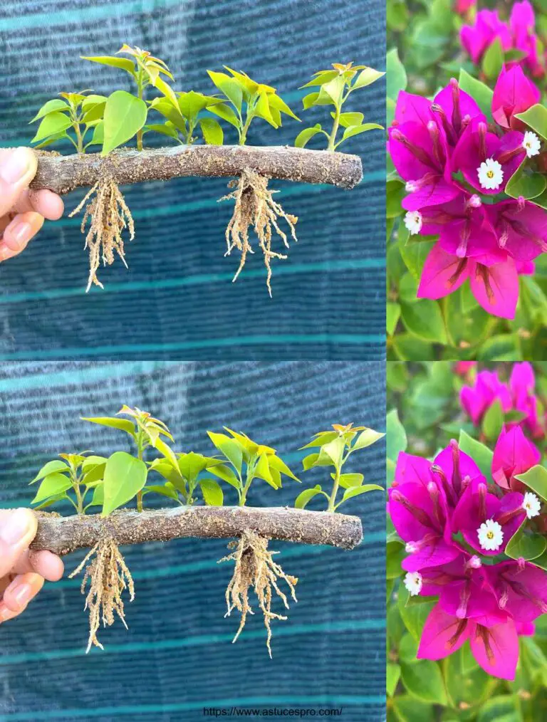 Scoprite un nuovo metodo per coltivare bougainvillea in rami e fiori