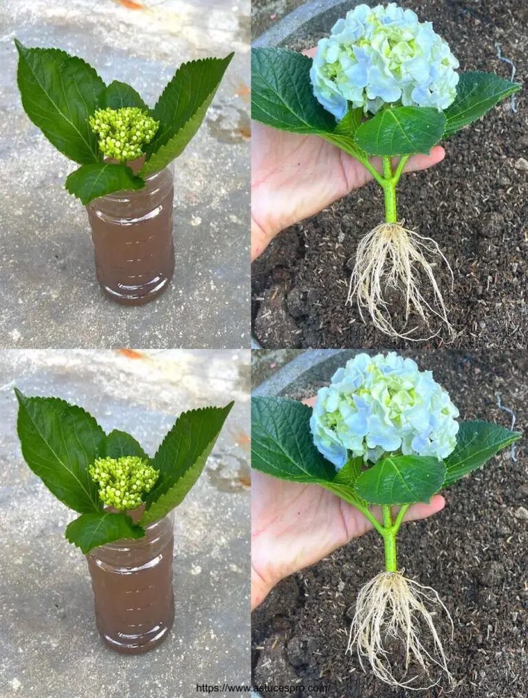 Certo, ecco una versione francese attraente di questo titolo: Coltivate belle hortensie con tagli di fiori