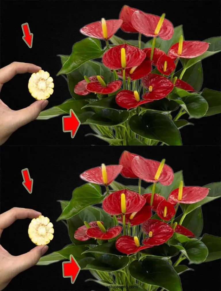 Improvvisamente, un Anthurium è cresciuto e è sbocciato dal controllo: A Tree, A Piece!