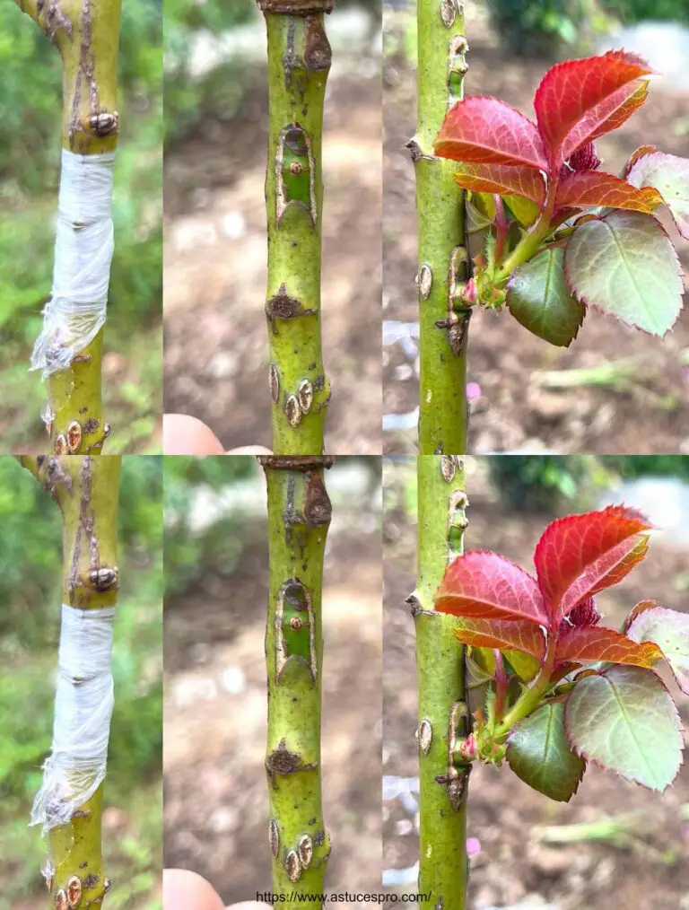 Suggerimento per il trapianto di rose di vari colori sullo stesso albero