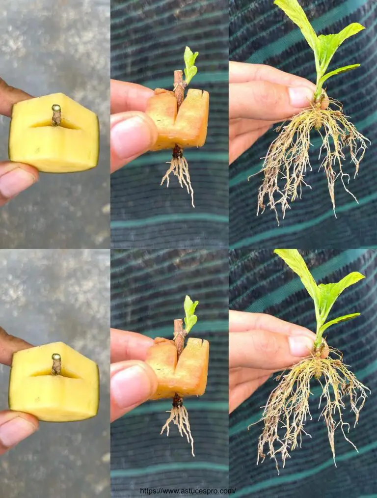 Come coltivare le hortensie con le patate, mance per prendersi cura di un giardino di fiori.