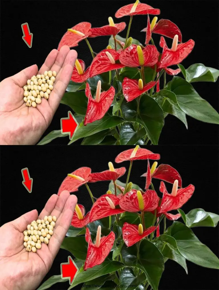 Questo rende Push the Anthurium 300 Time Faster And Flower All Year