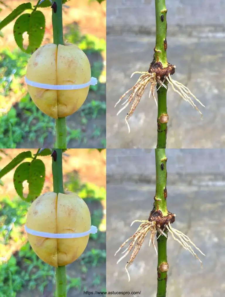 Scoprite l’effetto straordinario delle patate per estrarre pigmenti dalle rose