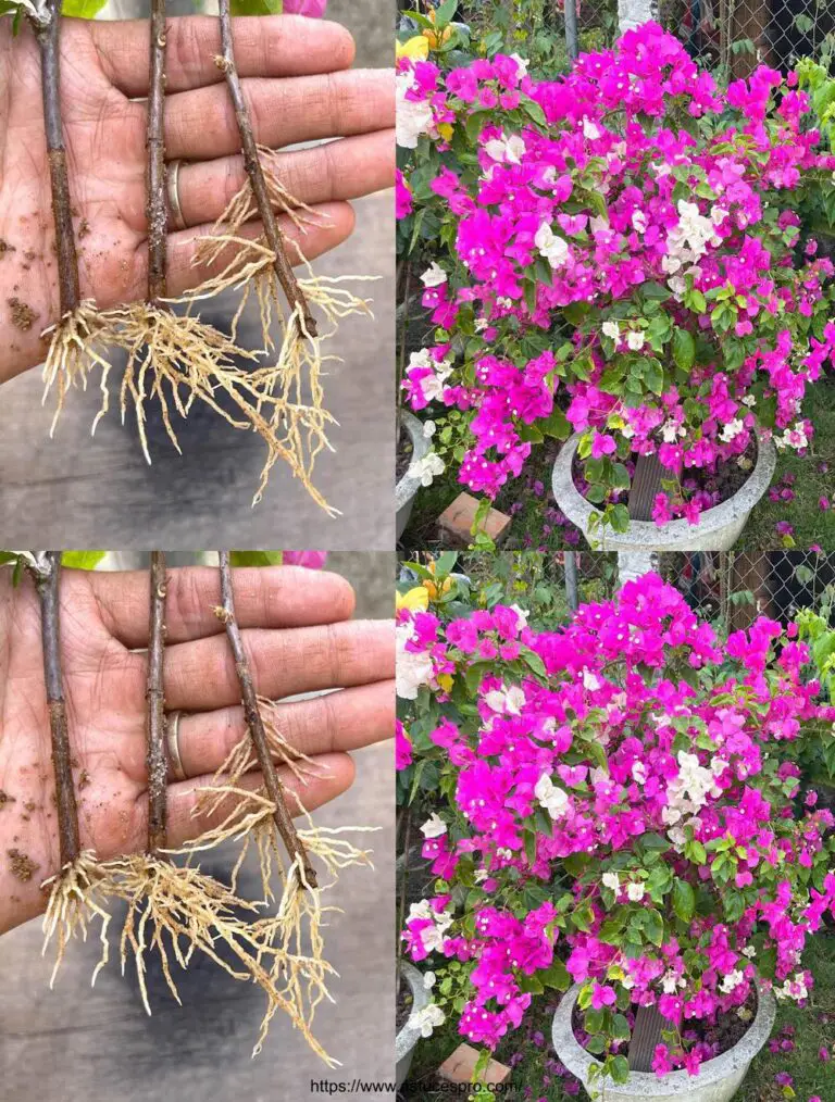 L’impatto della corteccia di banana sulle dimensioni di bougainvillea