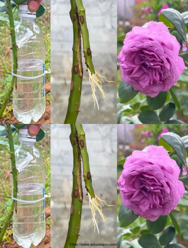 Le idee creative per estrarre le rose con il succo della vera