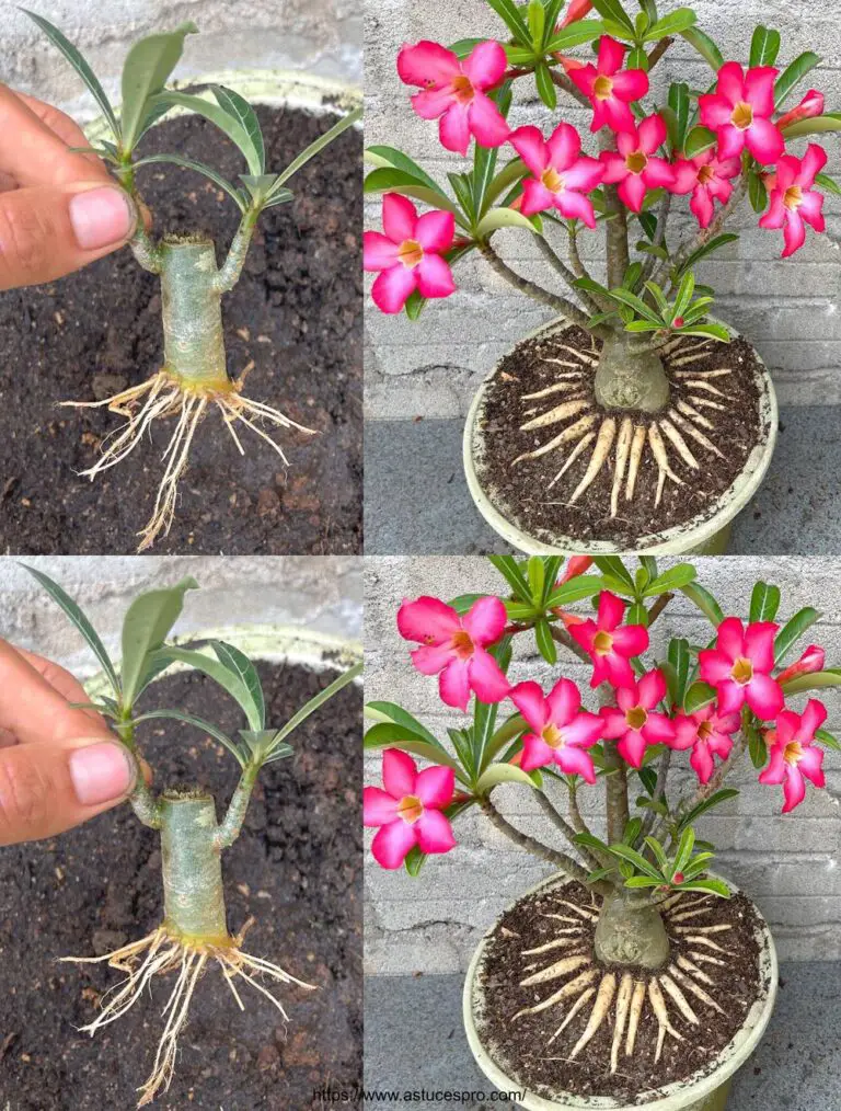 L’idea di progettare un bonsai d’Adenium con belle radici di vaso di fiori