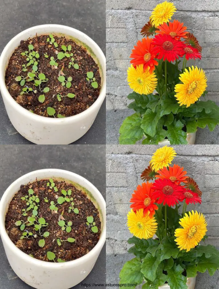 Come coltivare 3 fiori di Gerbera jamesonii su una singola pianta