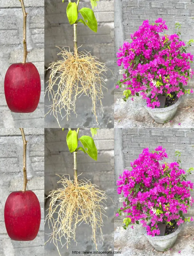 L’effetto magico di una mela per tagliare bougainvillea e piantare fiori in un vaso di sabbia