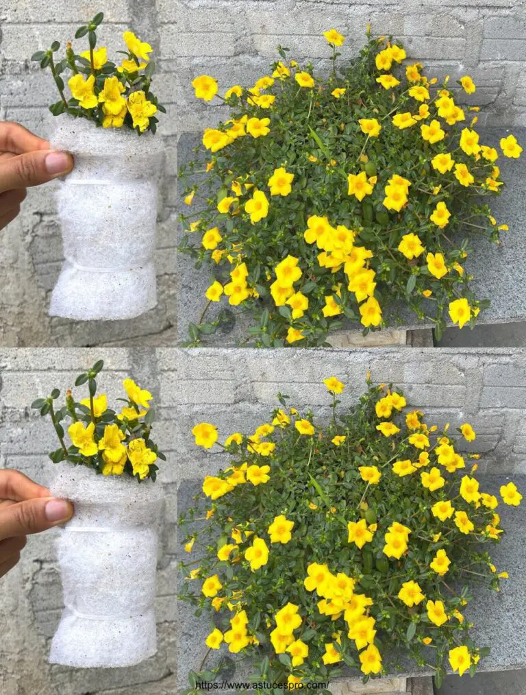 Propagatione del fiore di Portulaca oleracea in un bicchiere d’acqua