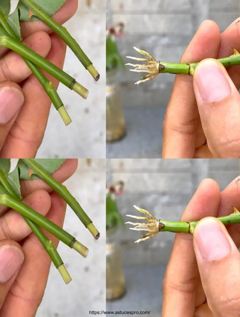 Cerca di coltivare rose nel succo delle rose