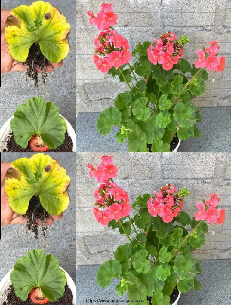 Cerca di coltivare Pelargonium hortorum con le foglie