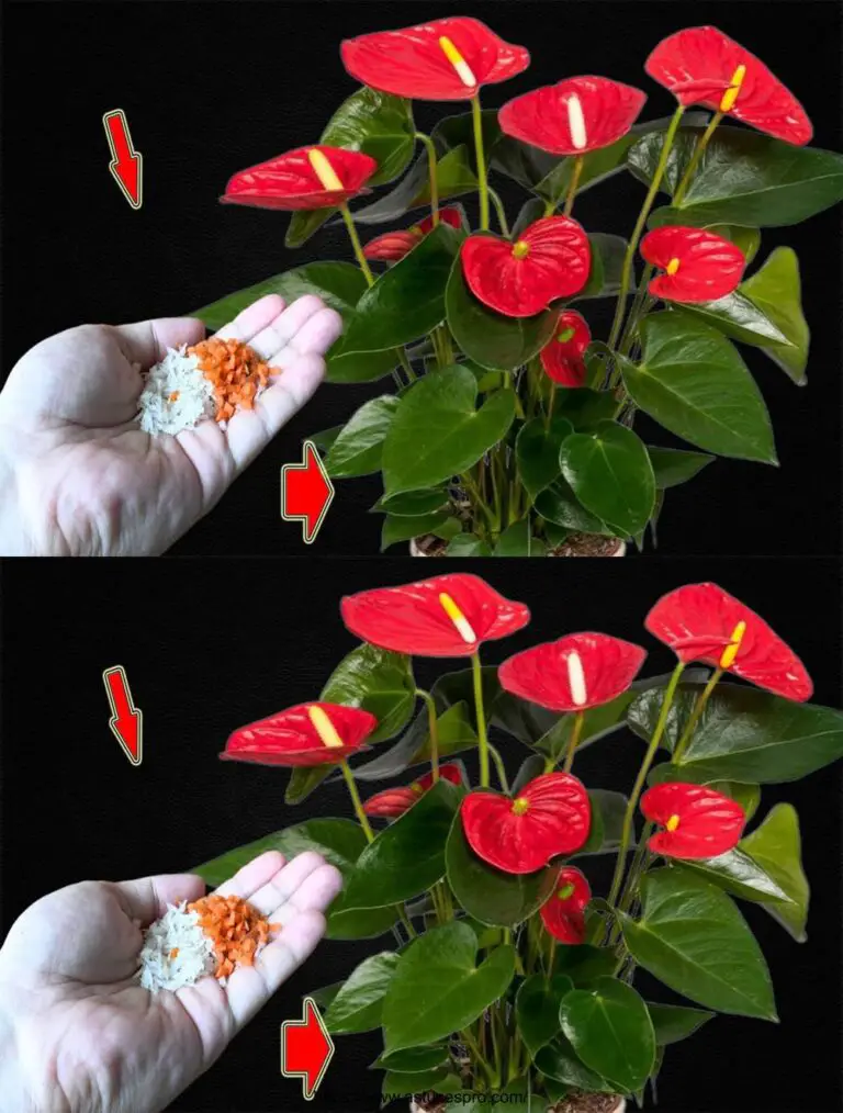 Un Anthurium per albero: crescita rapida e fioritura continua