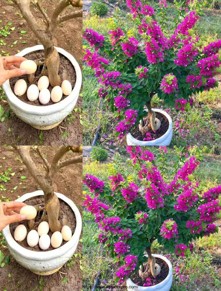 L’ho fatto e la mia bougainvillea ha miracolosamente fiorito.