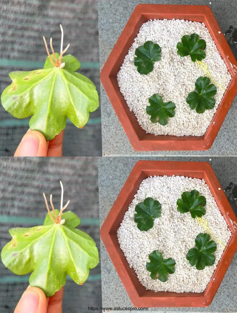 Sfida della crescita del bacino di Pelargonio sulle pietre bianche