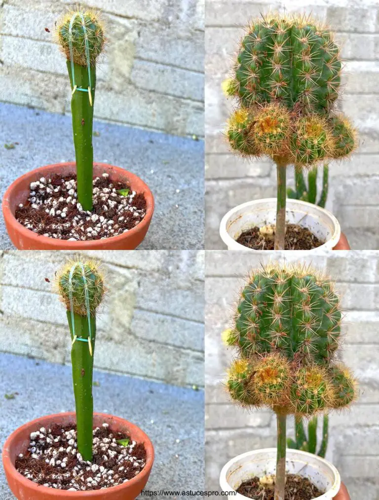 Hai mai visto un cactus così grande? Vi mostro come trapiantarli.