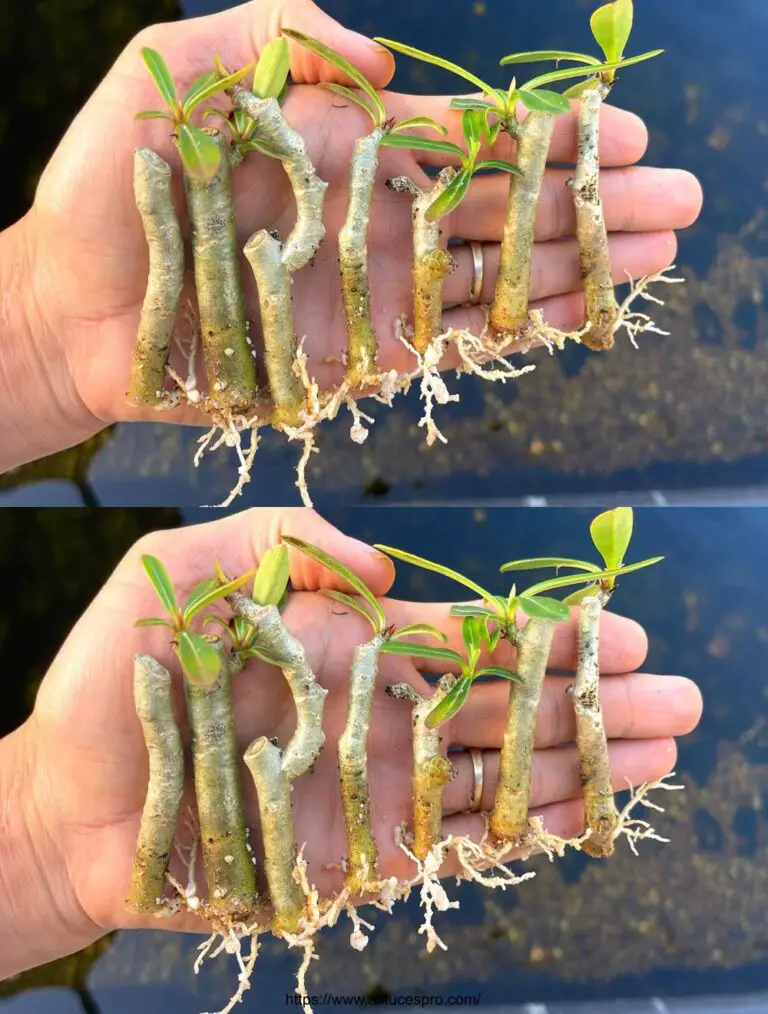 Vi mancherà un metodo eccezionale per coltivare fiori di Adenium: Combina la pelle di banana e la roccia.