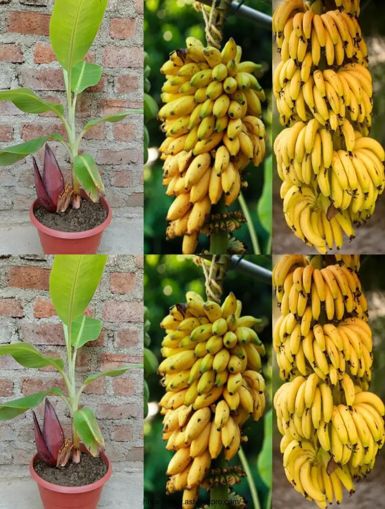 Coltivare un albero di banane