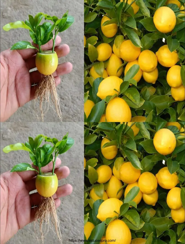 Coltivare limoni dalla frutta al limone Il metodo più facile al mondo