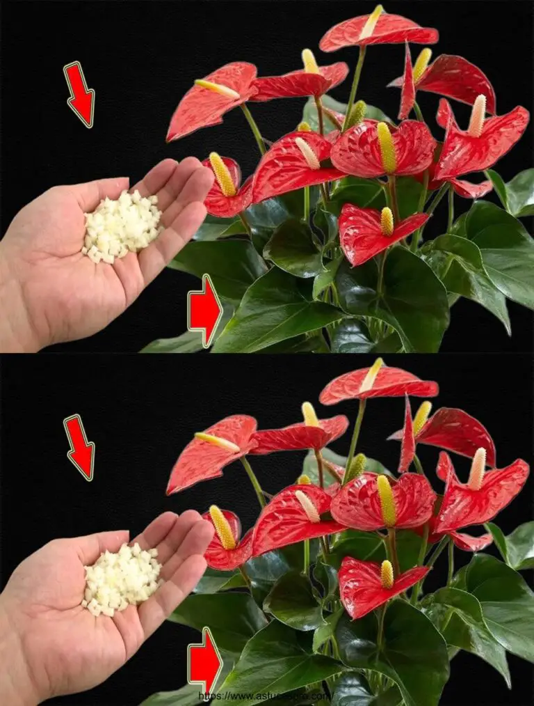 Sprinkle un cucchiaio! Tutto l’Anthurium fiorirà brillantemente tutto l’anno.